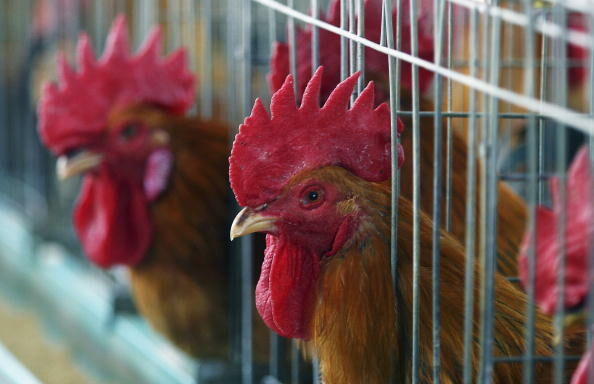 China Steps Up Fight Against Bird Flu