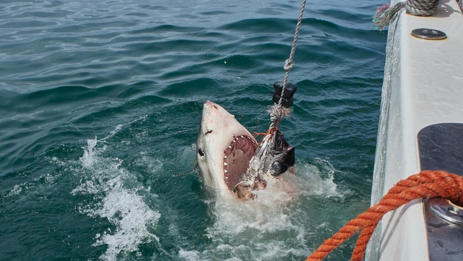 Texas Man Sees 'Craziest' Catch Ever At Port Aransas Pier