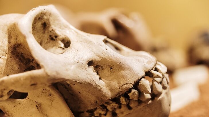 YouTube Star Allegedly Unearths Giant Primate Skull Buried in Pacific Northwest