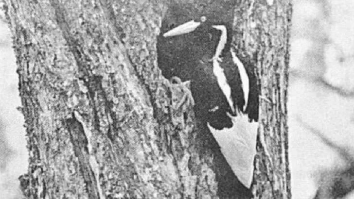 Ivory-Billed Woodpecker Spared Being Declared Extinct for Now
