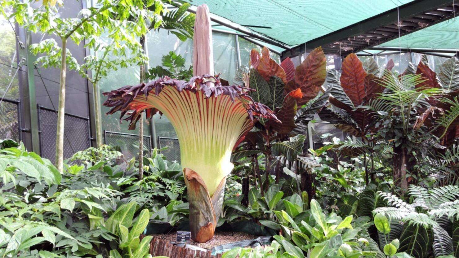 Watch Live Stream Of Rare Corpse Flower Expected To Bloom In Texas