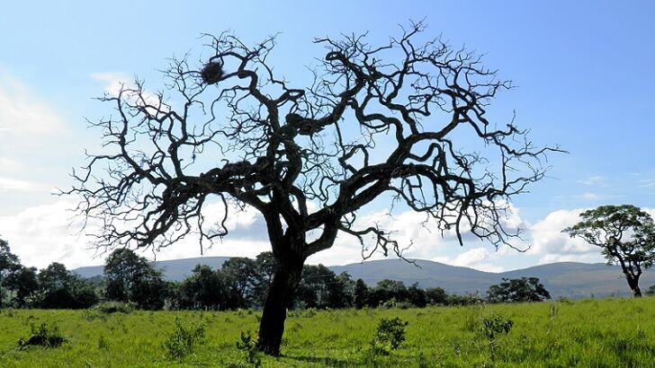 Uprooted Tree Mysteriously Returns to Upright Position in Ghanaian Village