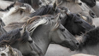 Wild Horse Conservation