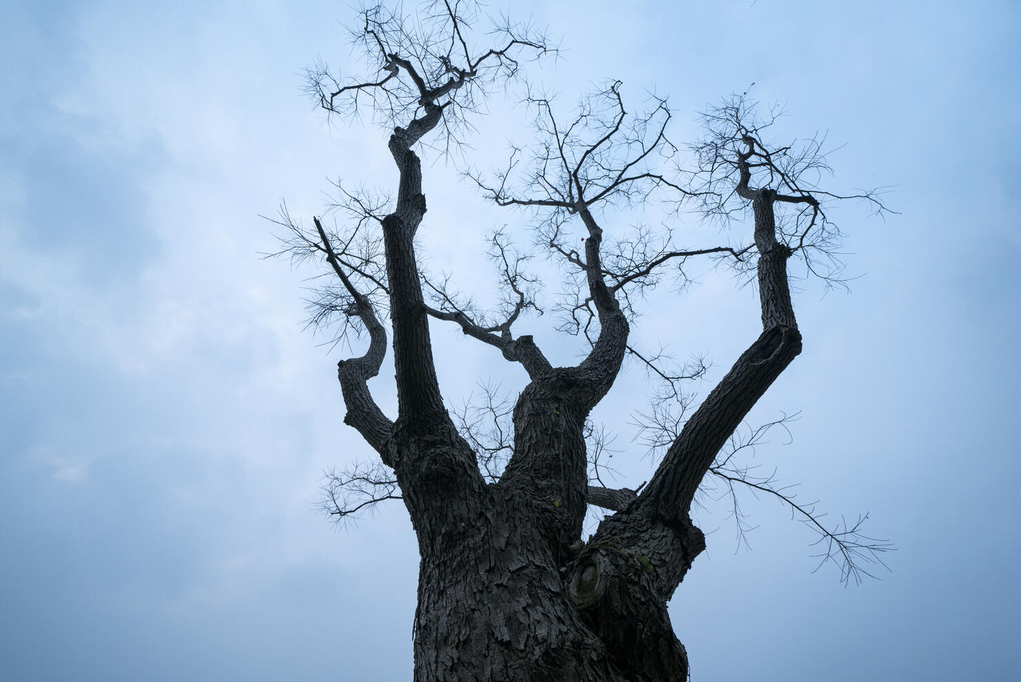 Tree Branch on blue sky background in autumn