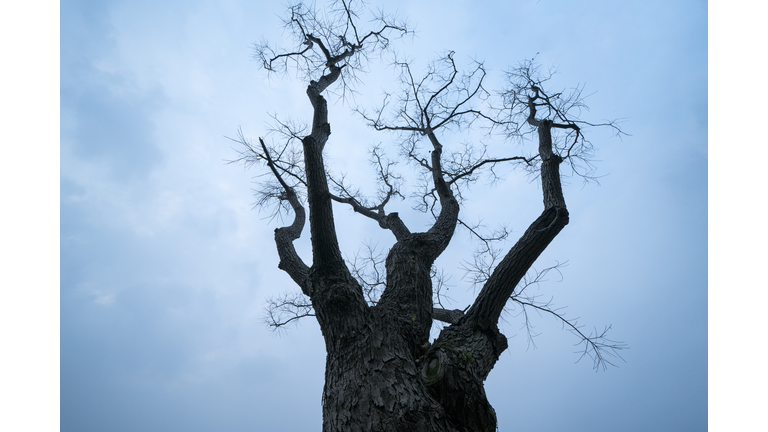 Tree Branch on blue sky background in autumn