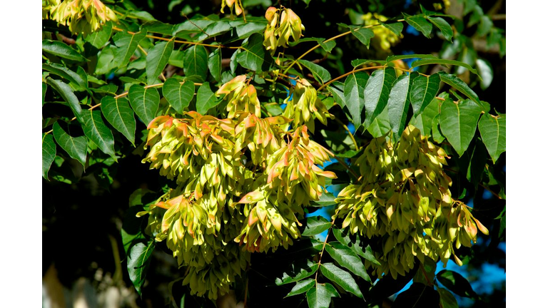 Ailanthus altissima. tree of heaven