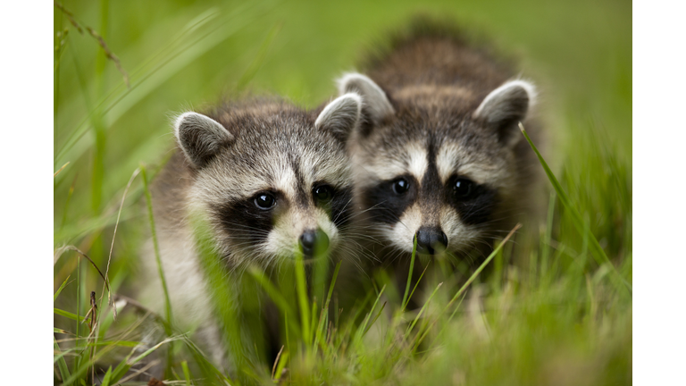 Raccoons at Assateague Island National Seashore in Maryland