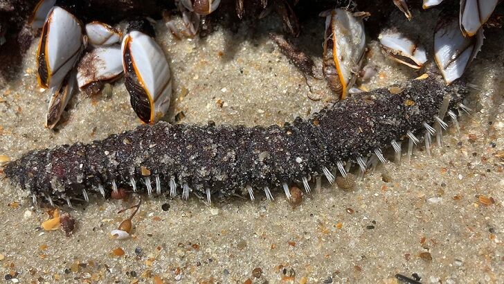 Experts Stumped by Mystery Creatures Found on Beach in North Carolina