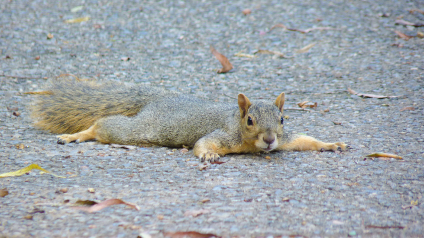 Squirrels Are Splooting More Often Thanks To The Texas Heat iHeart