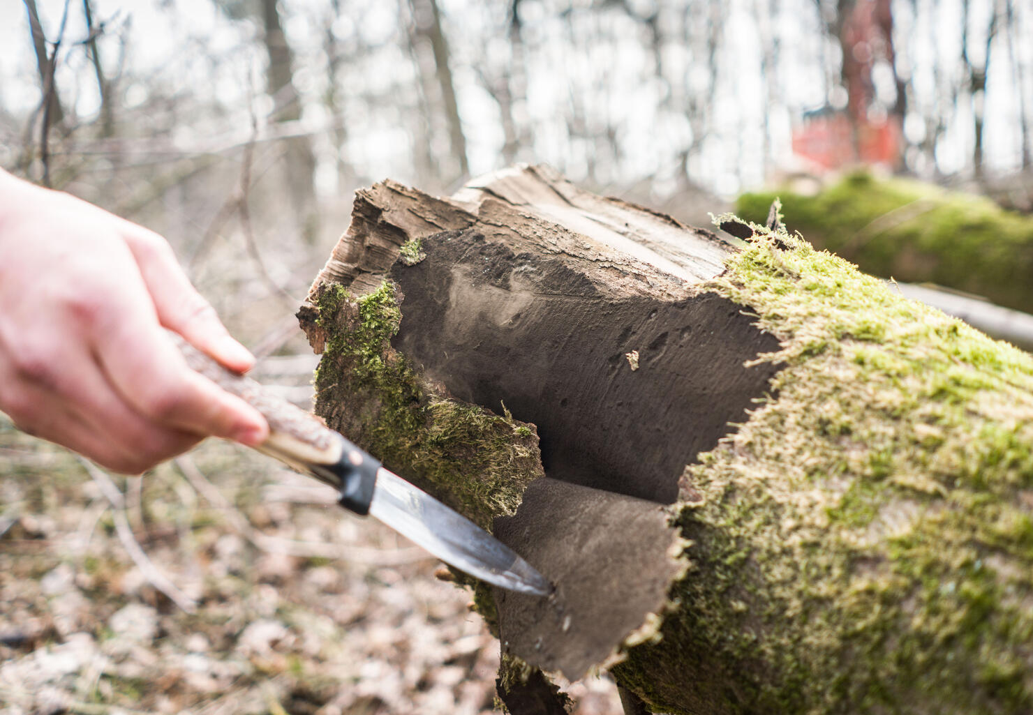 Thousands of trees have to be felled because of fungal disease