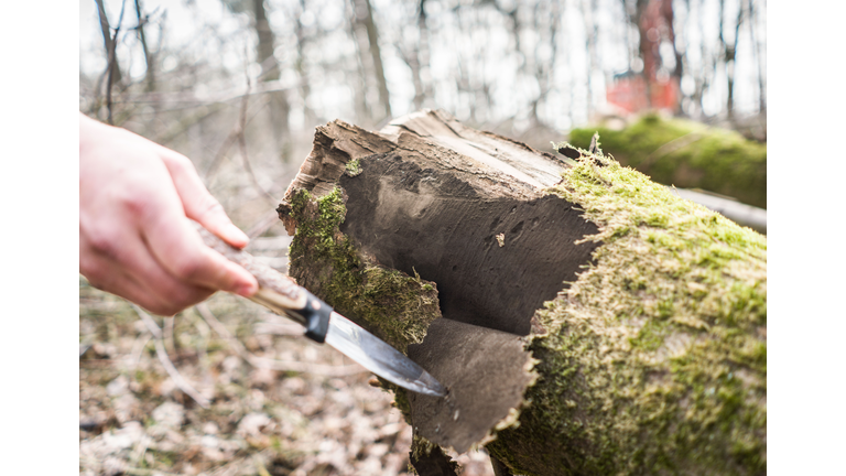 Thousands of trees have to be felled because of fungal disease