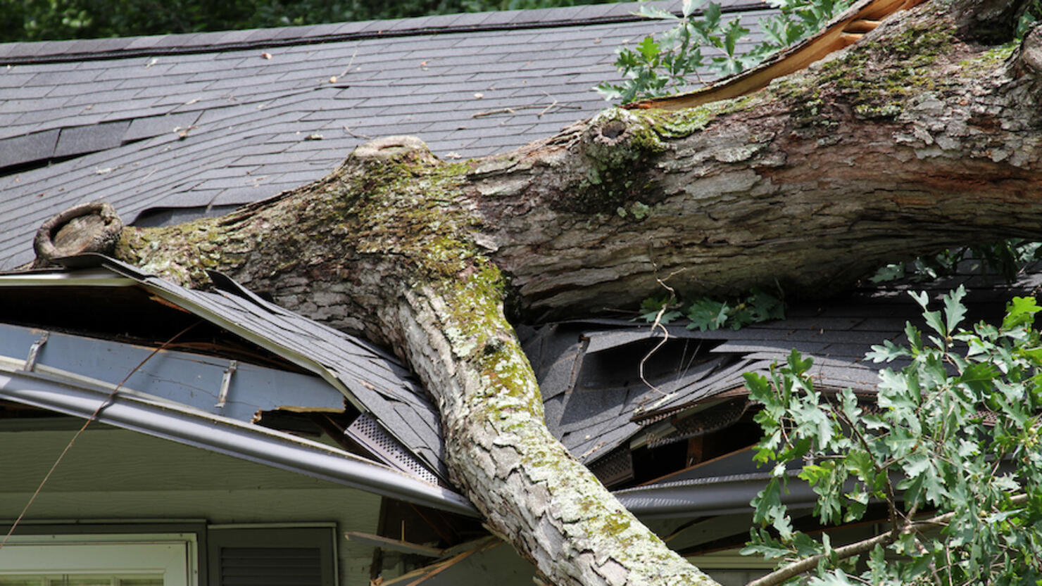 Storm Damage, Tree Splits a Roof