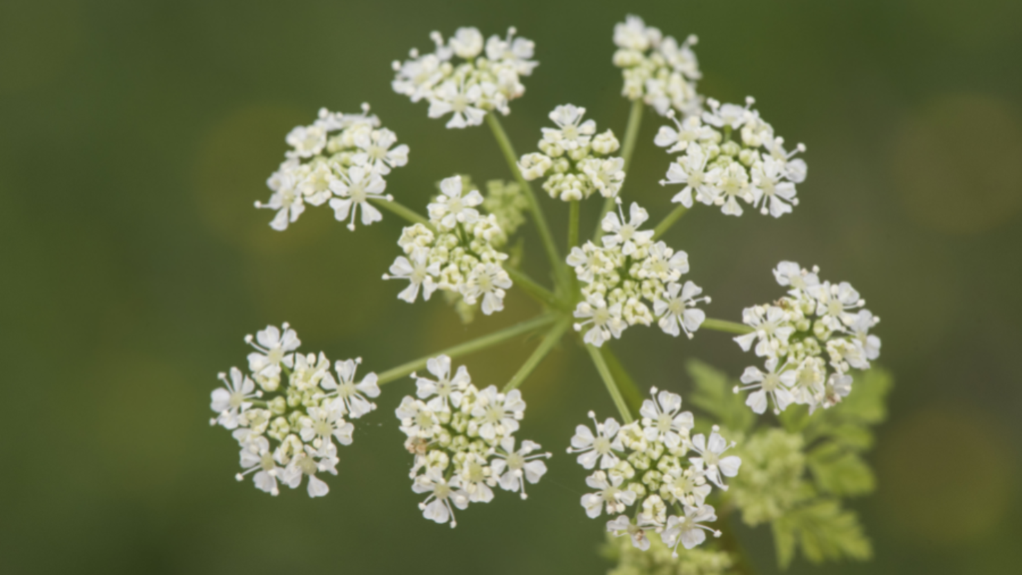 Poisonous white online flower