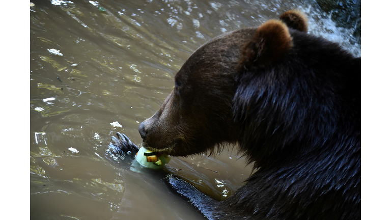 (Photo credit should read JEAN-FRANCOIS MONIER/AFP via Getty Images)