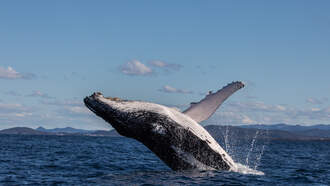 Una ballena sale del agua en Massachusetts y termina arriba de un barco!