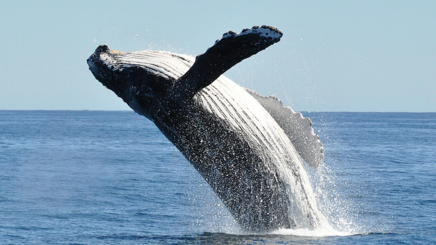 Breaching humpback whale megaptera novaeangliae