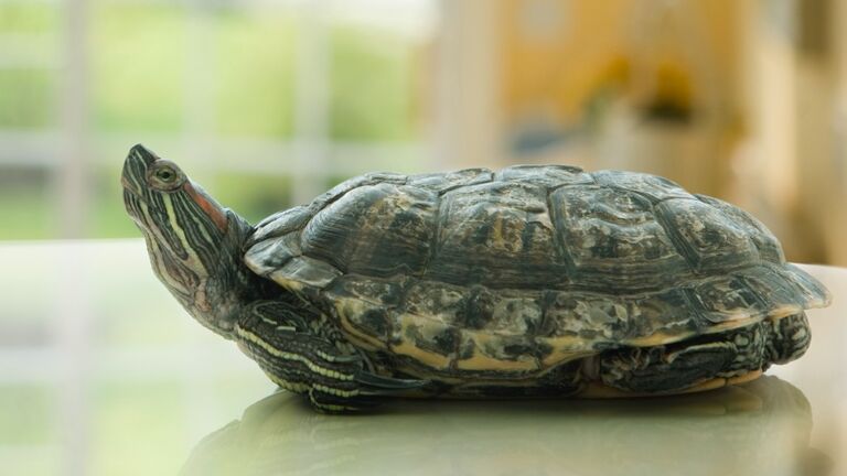 Close up of Hispanic boy smiling at turtle