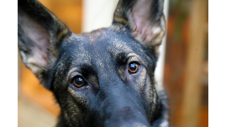 Pet Extreme Close-ups 