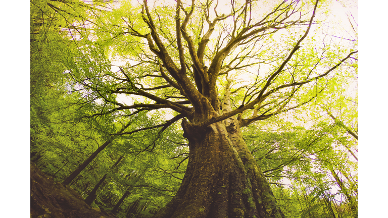 Beautiful beech tree taken directly from below with nice and old trunk during springtime with beautiful green colors in the Montseny nature reserve in the Catalonia region.