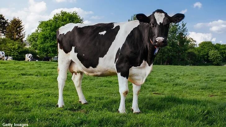 Mysterious Cattle Mutilation Case Reported in Alaska