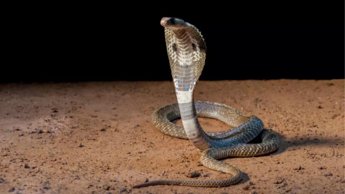 Empresa retira 45 cobras que viviam debaixo de casa no Texas - 22/03/2019 -  UOL Notícias