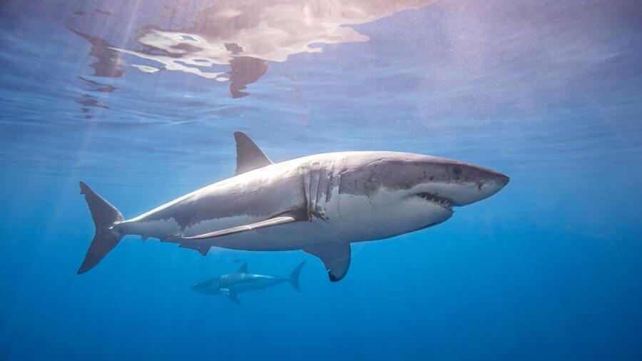 You Can Track These Two Huge Sharks Swimming Near Corpus Christi | iHeart