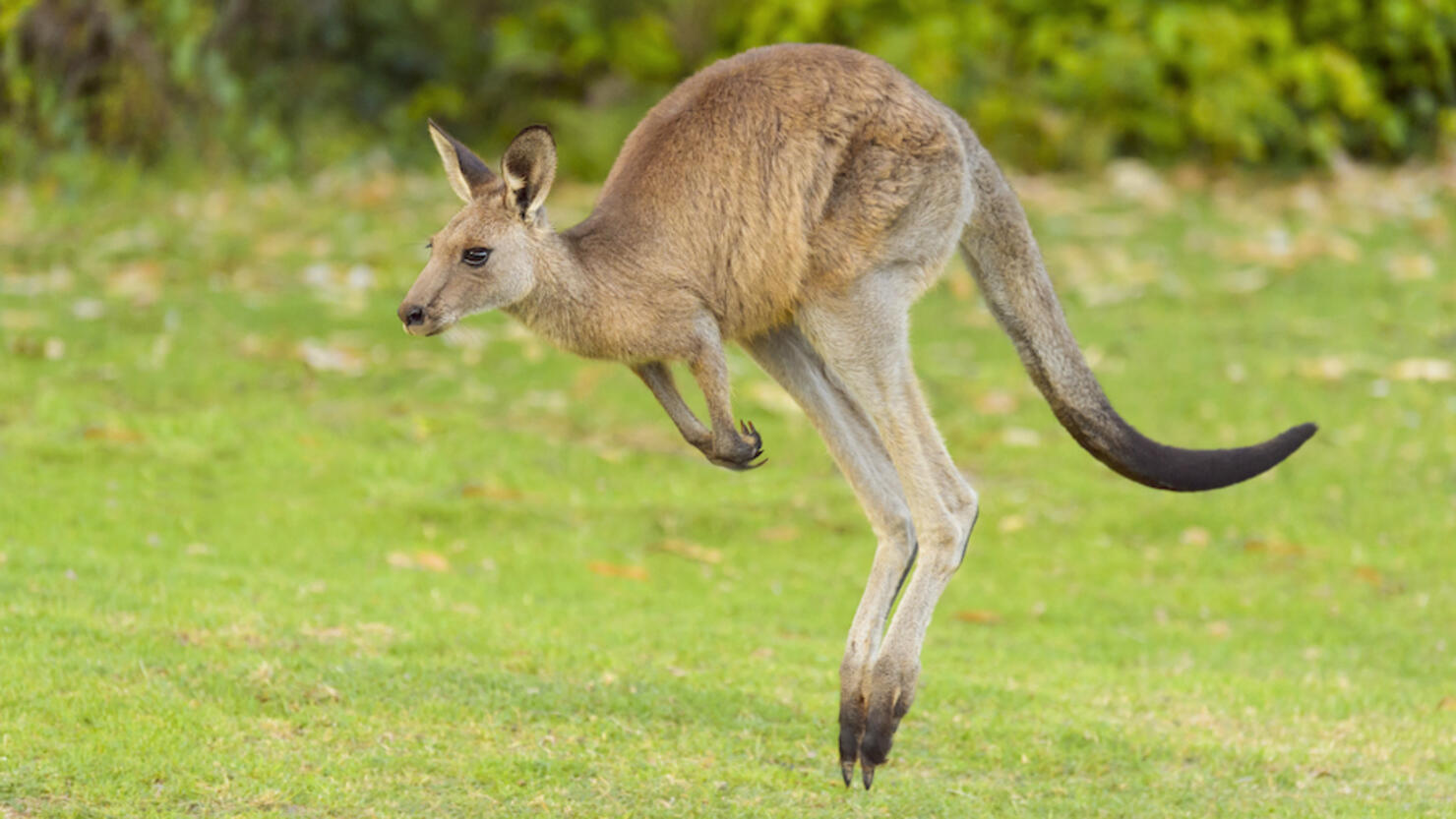 Grey Kangaroo, Macropus giganteus, Jumping, Murramarang National Park, New South Wales, Australia