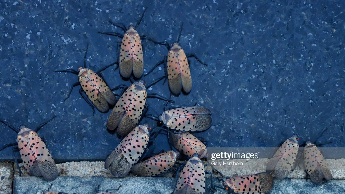 Spotted Lantern Flies are swarming across New Jersey | 102.3 WSUS ...