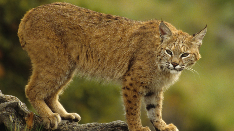 Bobcat Family Now Calls Arizona Neighborhood Storm Drain Home | iHeart