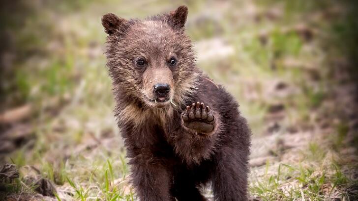 Turkish Brown Bear Cub Gets High on Mad Honey, Nature and Wildlife