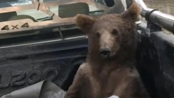 WATCH: Bear Cub Rescued After Eating Hallucinogenic Honey