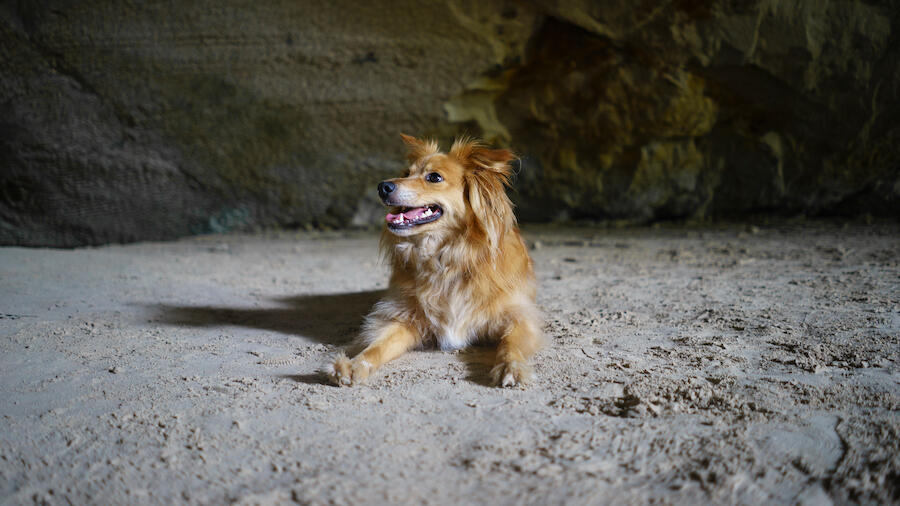 Dog Miraculously Found Alive Inside Cave 2 Months After Going Missing ...