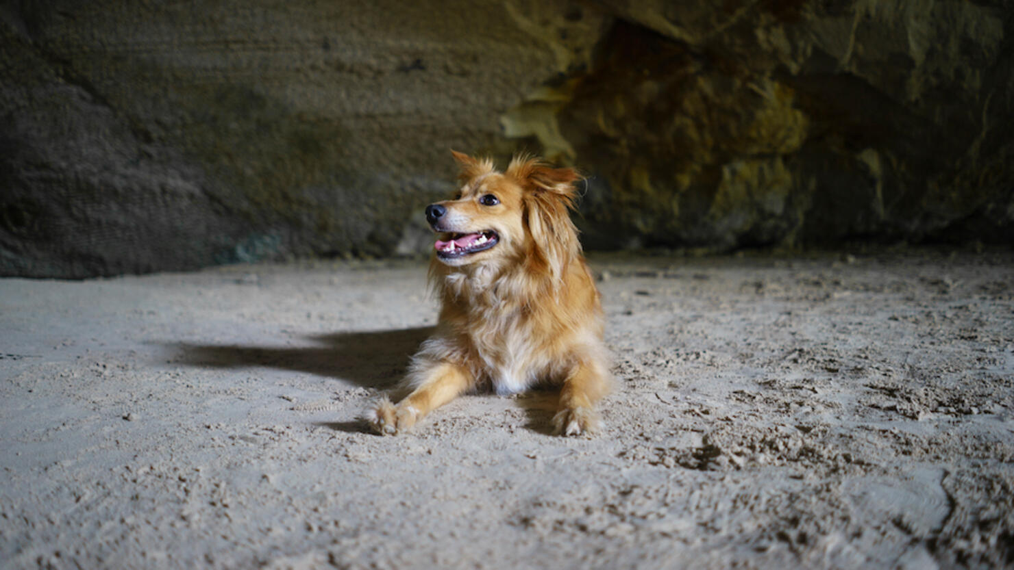 Dog Sitting In Cave