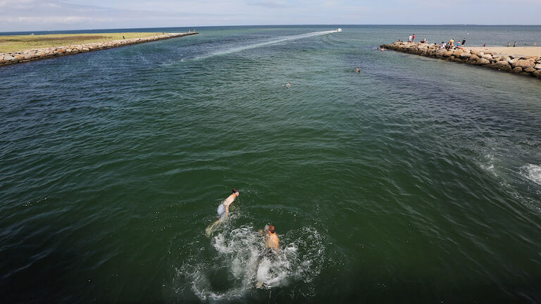 Increased Shark Sightings Along Cape Cod Coast Linked To Seal Population Growth