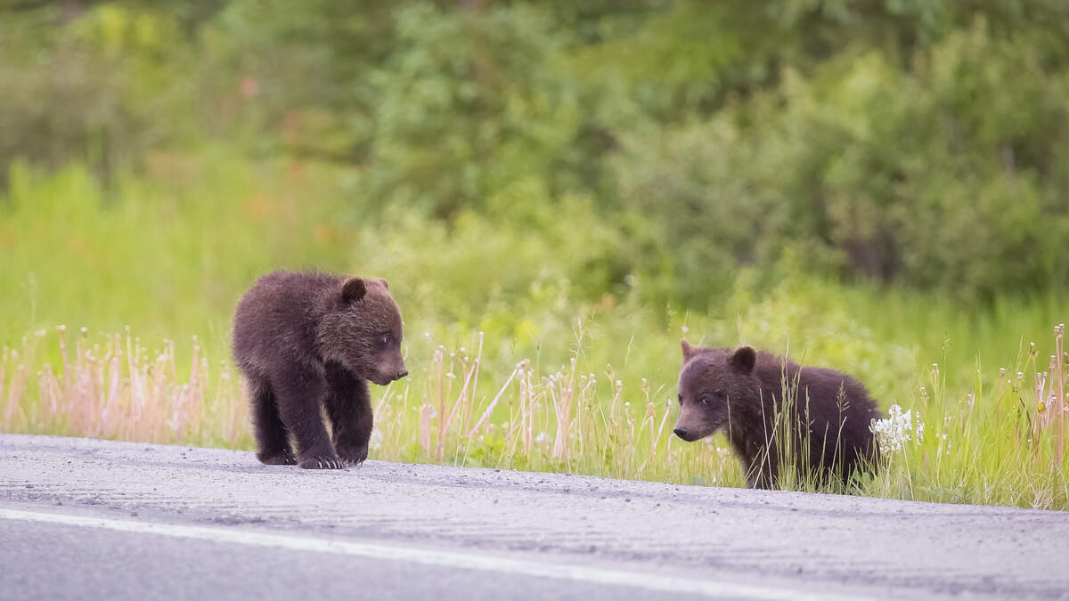 Adorable bear cubs growl at Colorado hiker My 99.9