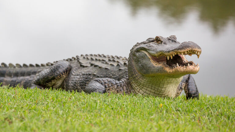 The Ferocious Gator