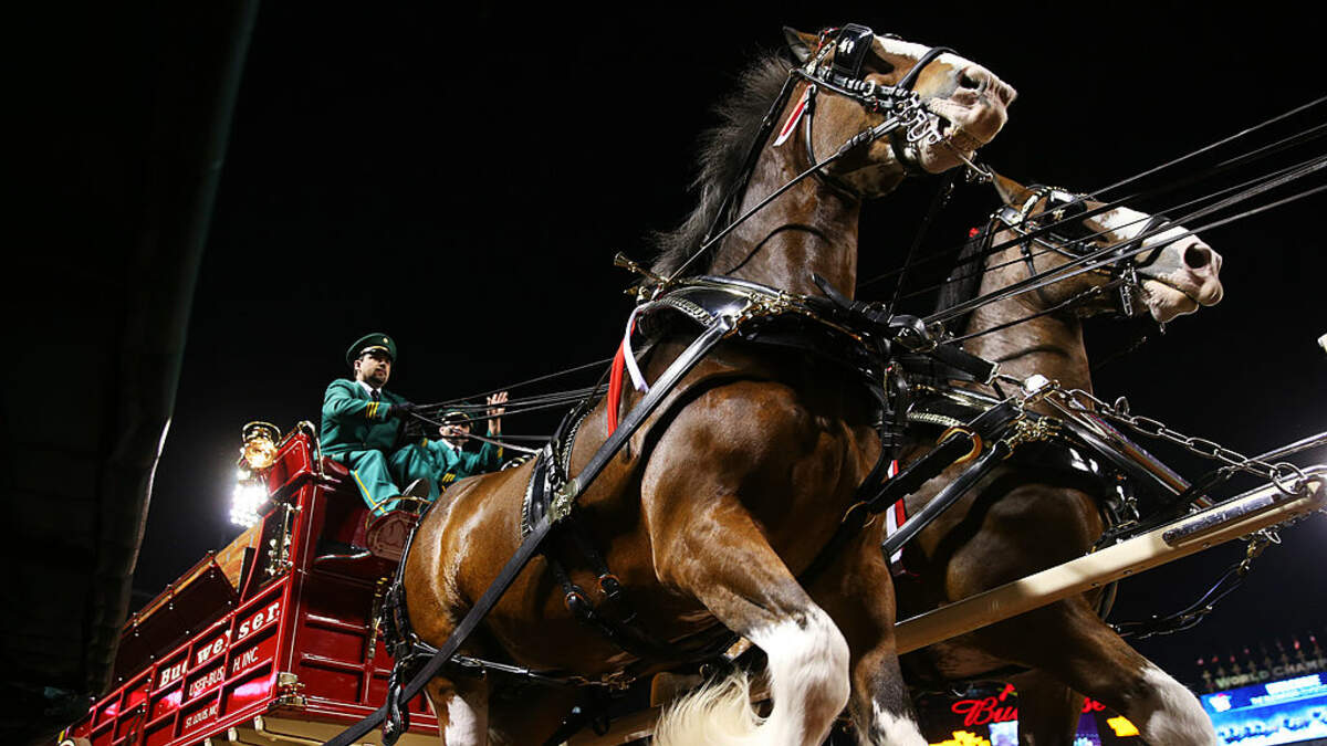 Budweiser Clydesdales in our area this September - JB | T102 | JB