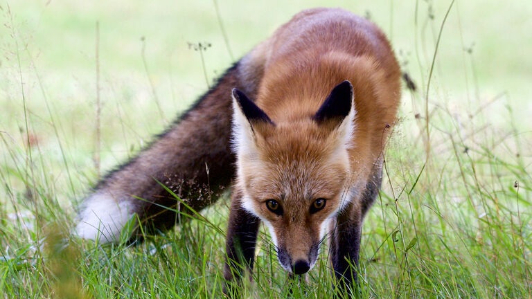 Fox eyes,Close-up of red fox on grassy field