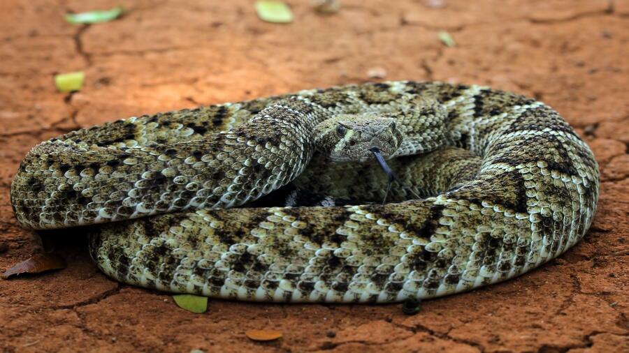 Creepy Video Shows Rattlesnake Being Coaxed From Under Fridge In ...