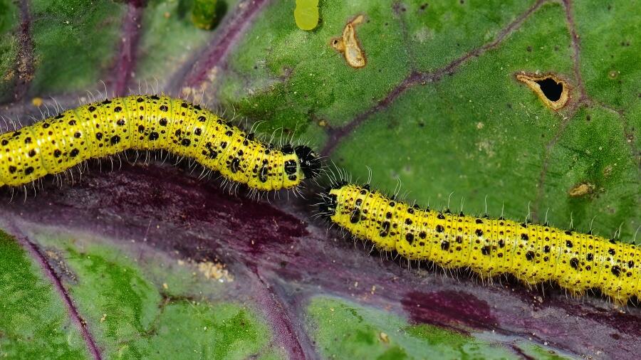 Why Are There Hundreds Of Yellow Caterpillars Crawling Across Arizona ...