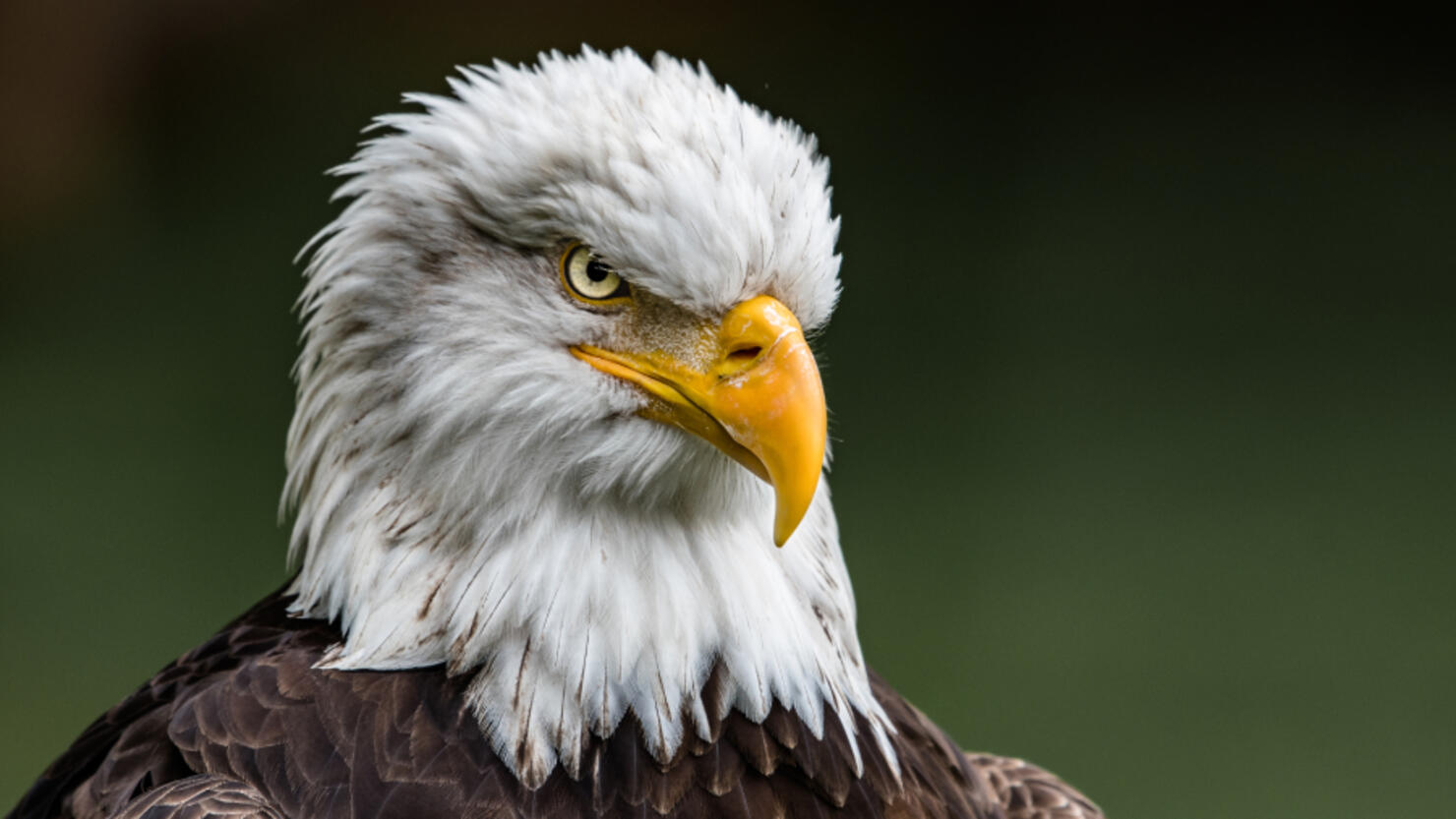 Bald Eagle - Clark - World Bird Sanctuary