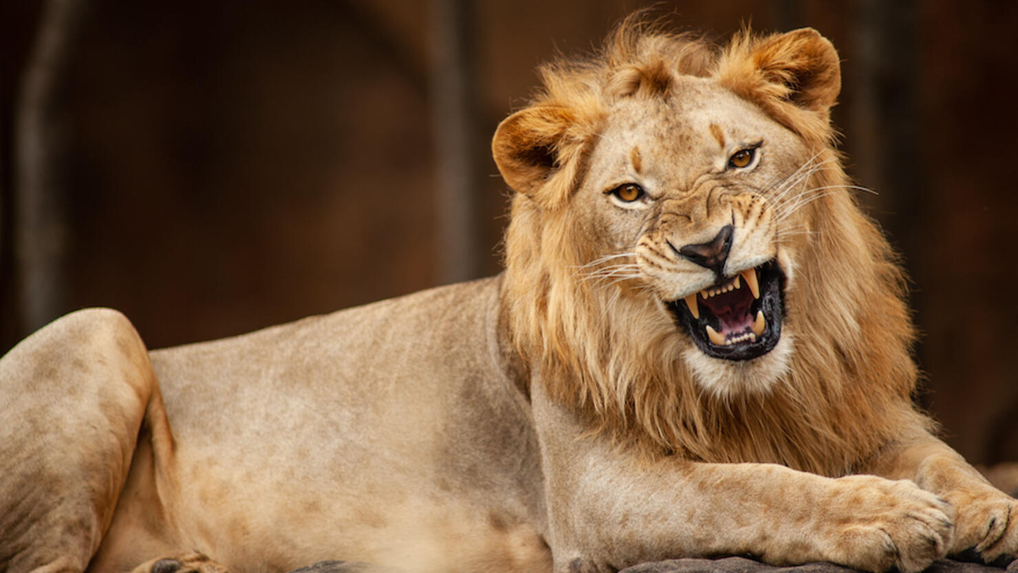 Roaring/yawing male lion