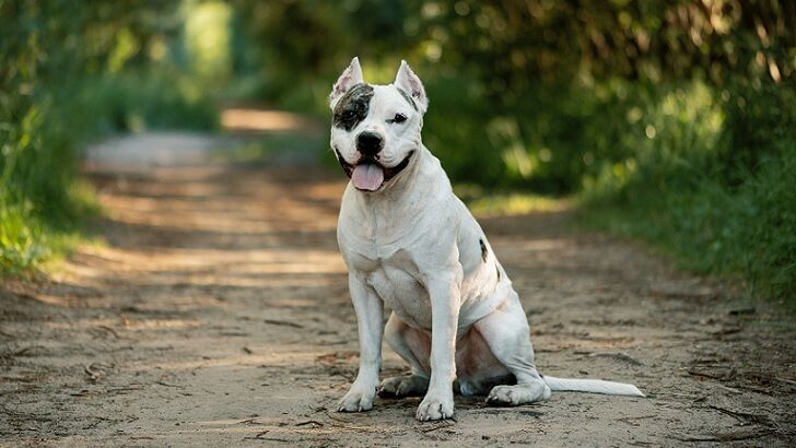 Psychic Helps Locate Lost Dog in Colorado