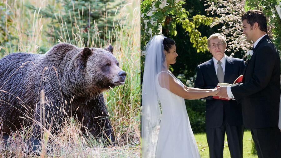 Watch A Grizzly Bear Eat A Moose While Couple Exchanges Wedding Vows ...