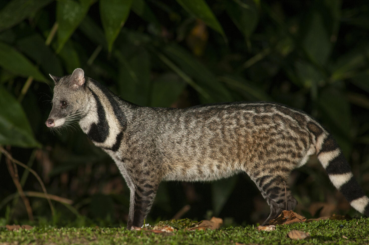 Large Indian civet in the jungle, night photography