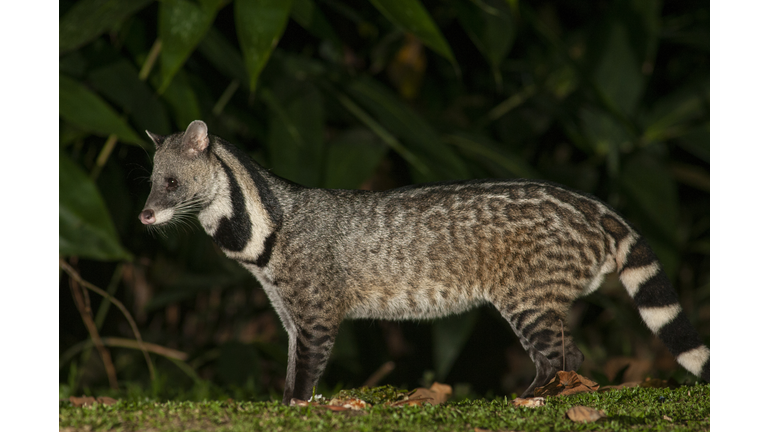 Large Indian civet in the jungle, night photography