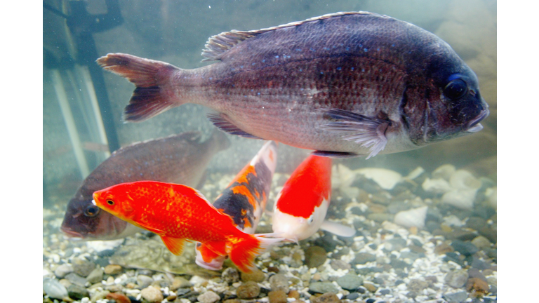 Scientists Develop "Nano Bubble Water" In Japan