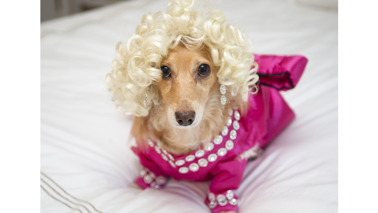 Honey Parton in her boudoir