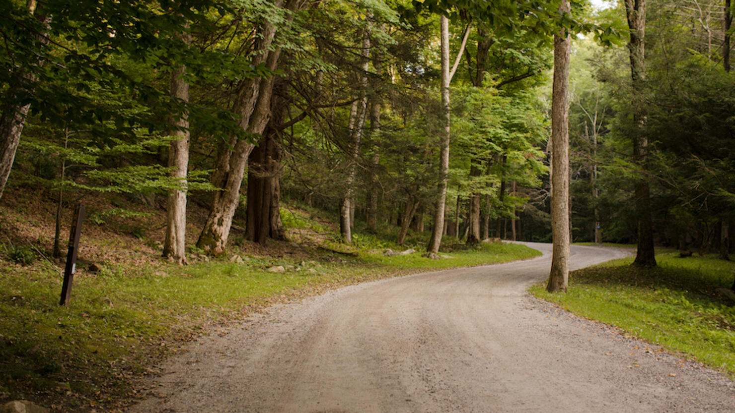 Road Passing Through Forest