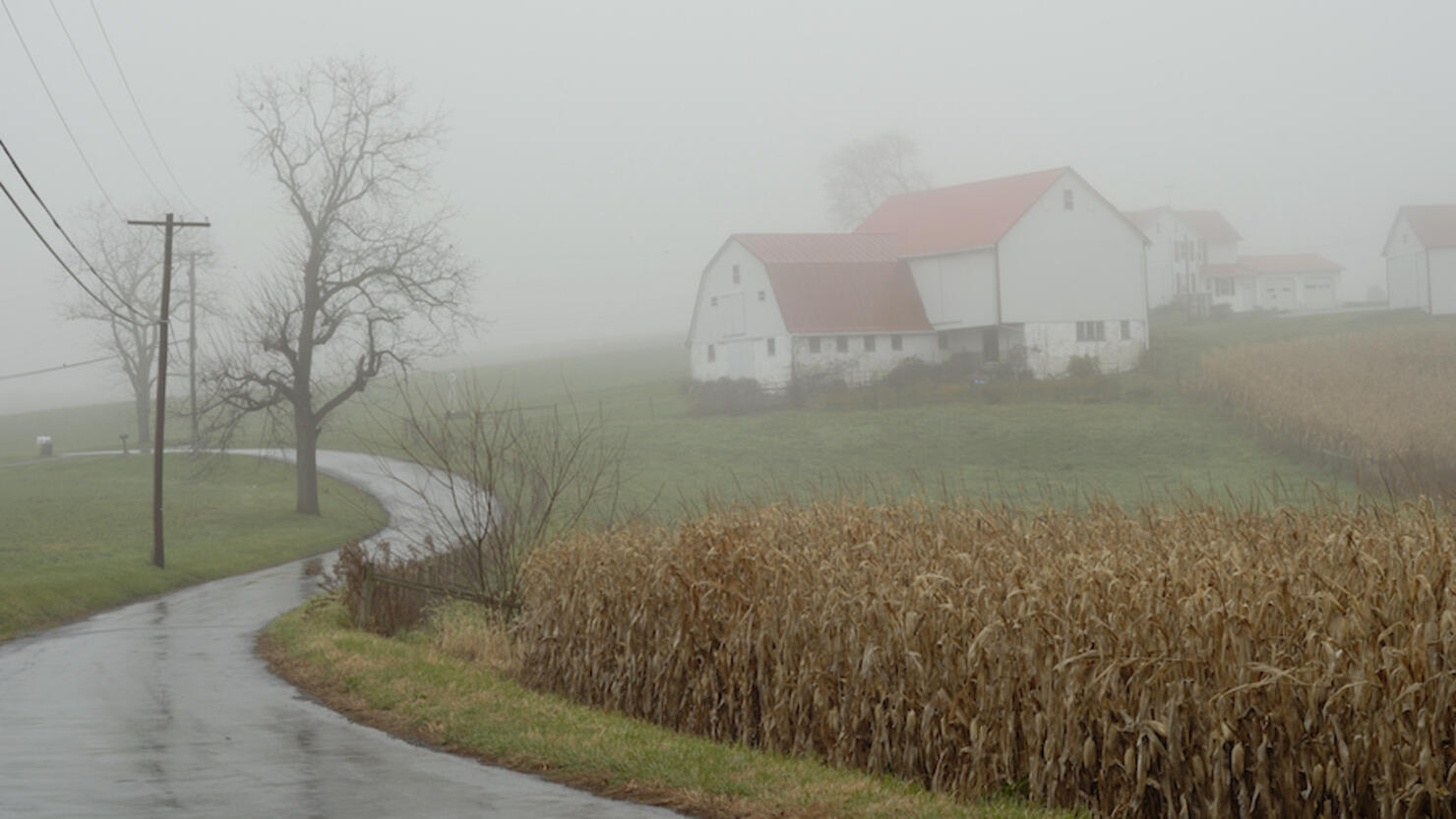 Foggy Day On The Farm